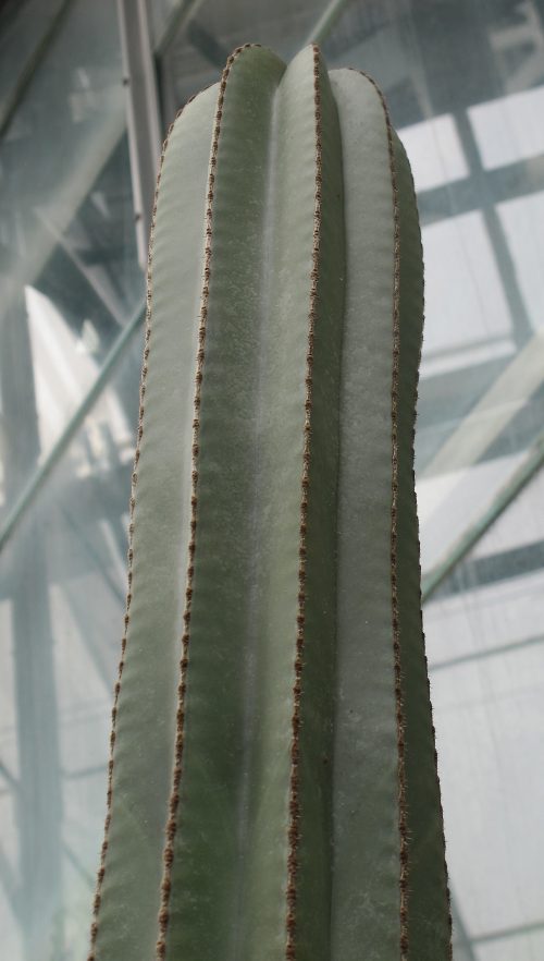 Pachycereus_marginatus